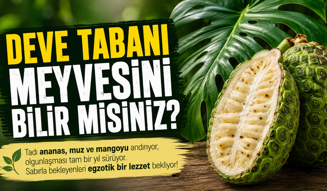 Deve tabanı meyvesini bilin misiniz?