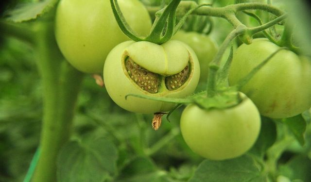 Doğadaki Emoji