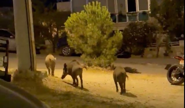 Ayvalık'ta yaban domuzu alarmı! Vatandaşlar tedirgin...
