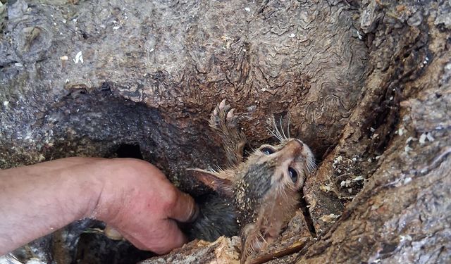 Zeytin ağacının koğuğuna sıkıştı! Bir kedi kurtarma operasyonu daha