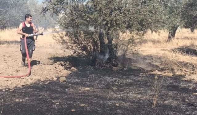 Edremit'te çöplükte çıkan yangın zeytinliğe sıçradı