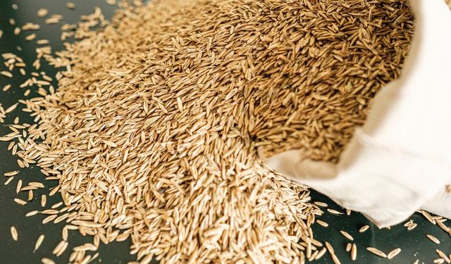 SÜT OTU RYEGRASS TOHUMU VE 5'Lİ KARIŞIM YEM BİTKİSİ TOHUMU ALIMI