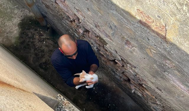 Balıkesir Ayvalık Fevzipaşa Mahallesi'nde Kurtarma Operasyonu: Mahsur Kalan Kedi Doğal Ortamına Bırakıldı!