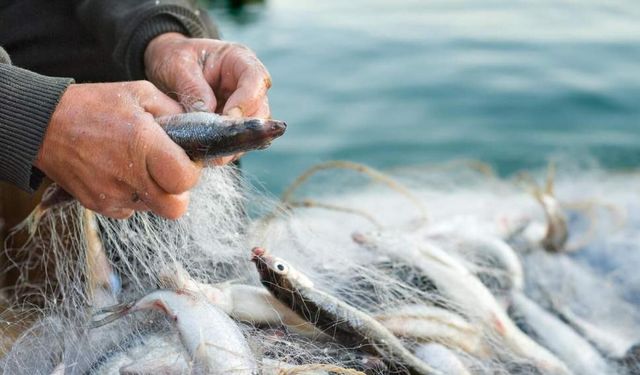 BALIKÇILIKTA KURALLAR DEĞİŞTİ: YENİ DÜZENLEMELER YÜRÜRLÜKTE