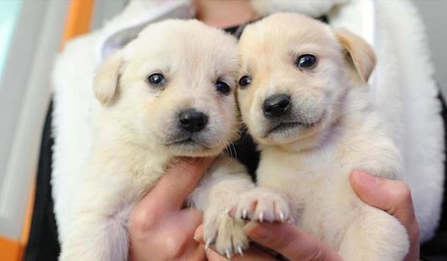 Balıkesir'de 20 İlçeye "Can Dost" Turu: Program Belli Oldu!