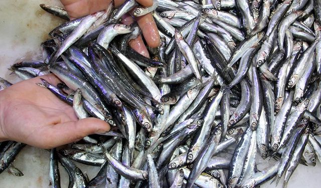 Palamut Bolluğu Hamsi Fiyatlarını Uçurdu! Tezgahlarda Balık Fiyatları Neden Bu Kadar Yüksek?