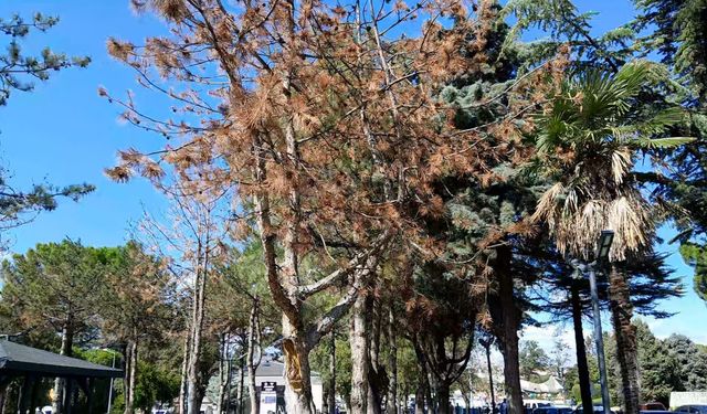 75. Yıl Parkı’nda ağaçlar kuruyor! Atatürk Parkı’ndaki hata tekrar mı ediliyor?