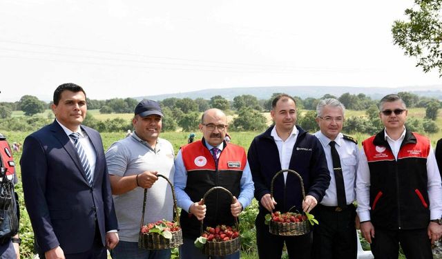 “Balıkesir Çileğinde” hasat devam ediyor