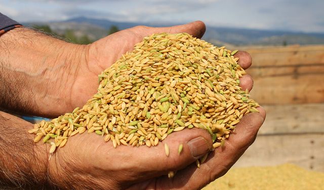Manyas Ovası'nda çiftçiler çeltik hasadına başladı