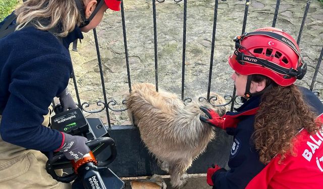 Balya’da kapı demirlerine sıkışan köpek kurtarıldı!