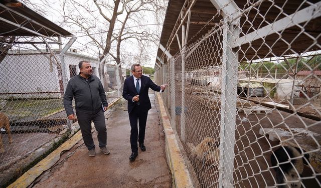 Ayvalık Belediyesi sokak hayvanlarının yanında: 2024 yılında 8.440 can dostla buluştu
