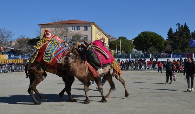 Gömeç’te geleneksel coşku: Karaağaç Folklorik Deve Gösterisi 15. kez düzenleniyor!
