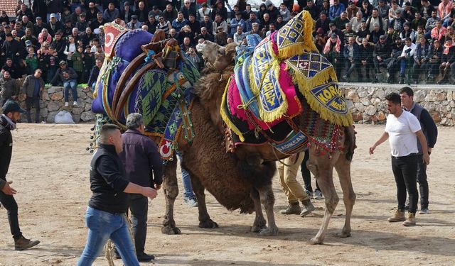 Balıkesir'de "Geleneksel Seyit Onbaşı Deve Güreşleri" yapıldı