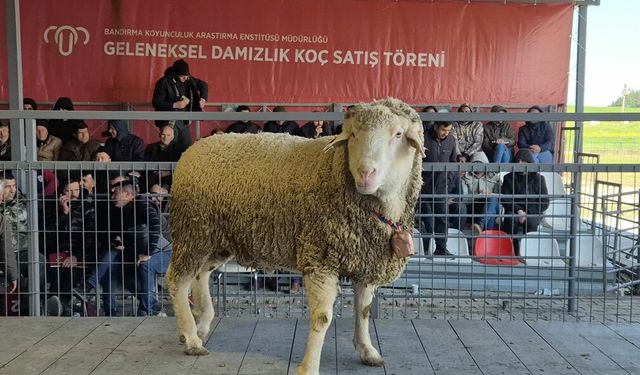 Bandırma'da Nefes Kesen Açık Artırma! Damızlık Koç Rekor Fiyata Satıldı!