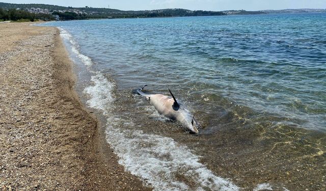 Burhaniye Sahilinde Hüzünlü Manzara: Ölü Yunus Kıyıya Vurdu!