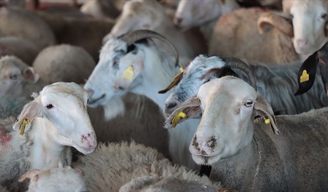 Kurban Bağışı Yapacaklar Dikkat! Kızılay 2025 Bedellerini Açıkladı