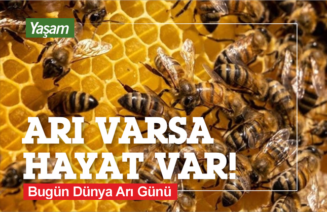 Bugün Dünya Arı Gürü: Arı Varsa Hayat Var!