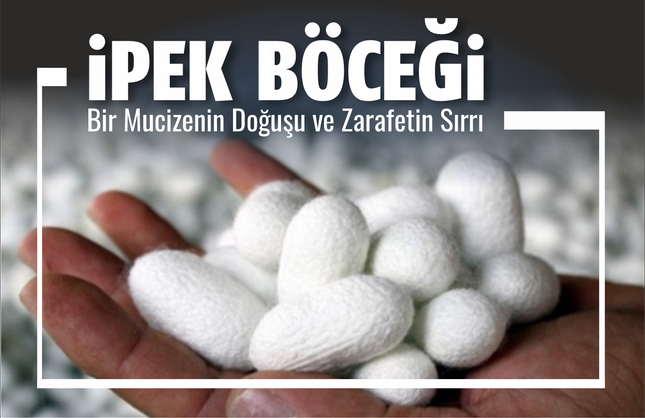 İpek Böceği: Bir Mucizenin Doğuşu ve Zarafetin Sırrı
