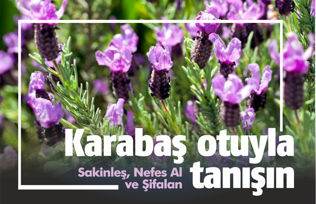 Sakinleş, Nefes Al ve Şifalan: Karabaş Otuyla Tanışın