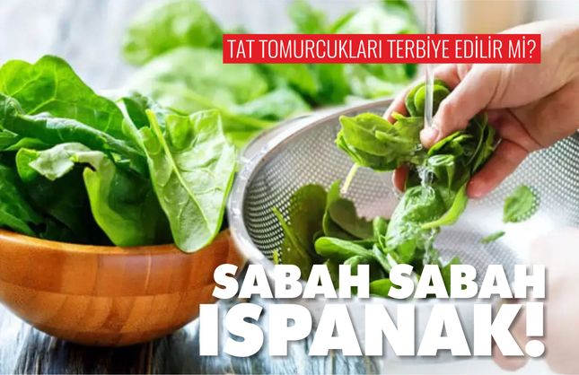 Sabah Sabah Ispanak Yemek!