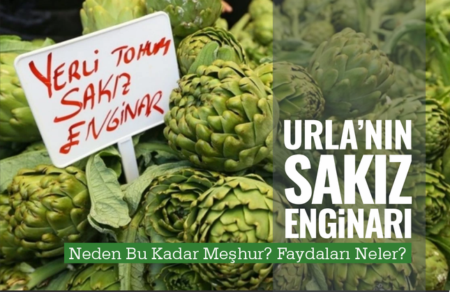 Urla’nın Sakız Enginarı Neden Bu Kadar Meşhur? Faydaları Neler?