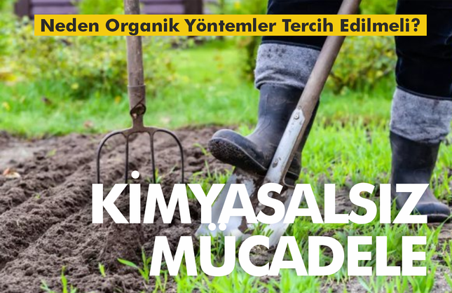 Bahçedeki Zararlılarla Organik Mücadele... Bitkilerinizi Doğal Yollarla Koruyun
