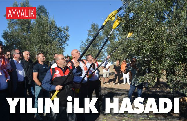Ayvalık’ta Yılın İlk Zeytin Hasadı
