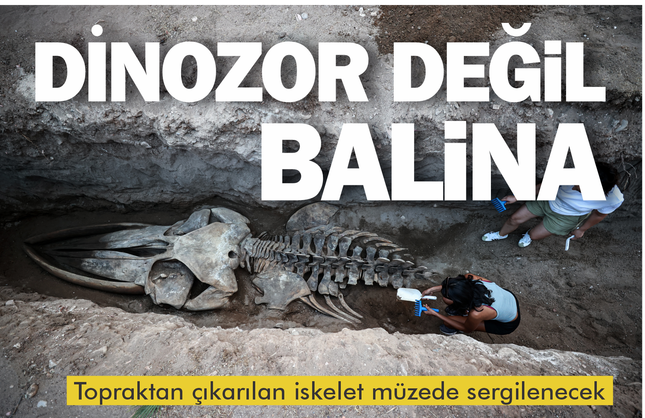 Dev balina iskeleti müzede sergilenecek