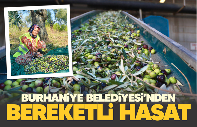 Burhaniye Belediyesi zeytin hasadına başladı