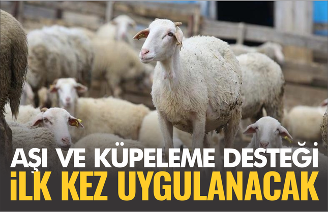Aşı ve Küpeleme Desteği Başlıyor: Üreticiye Yeni Destek Paketi Resmî Gazete’de