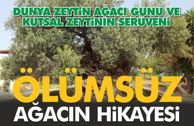 ÖLÜMSÜZ AĞACIN HİKÂYESİ: DÜNYA ZEYTİN AĞACI GÜNÜ VE KUTSAL ZEYTİNİN SERÜVENİ