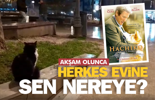 Akşam olunca evine gidenlere özenen sokak kedisi