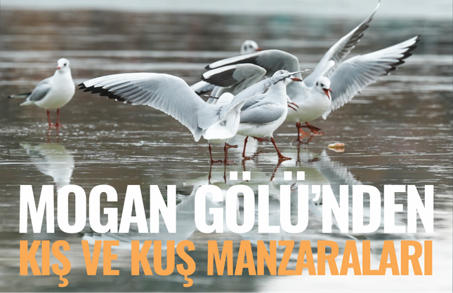 Mogan Gölü'nden kış ve kuş manzaraları