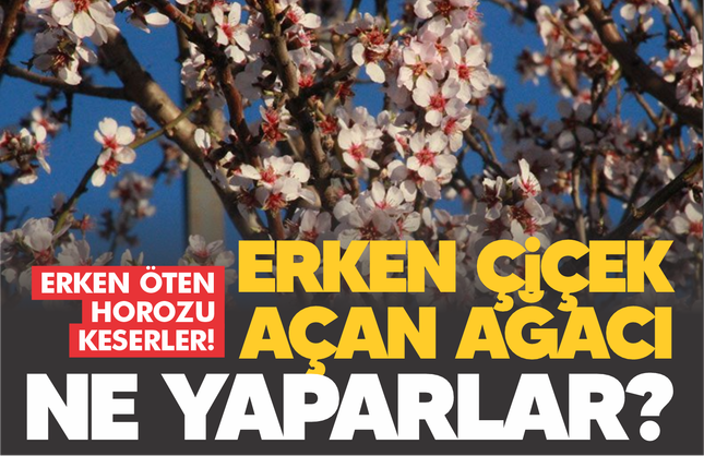 Erken öten horozu keserler... Erken çiçek açan ağacı ne yaparlar?