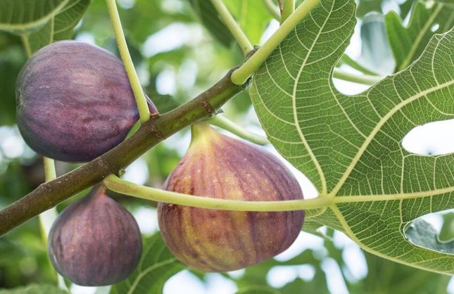 Büyükşehir’den incir üreticisine %100 hibeli fidan desteği