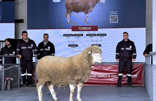 Bandırma’da hayvancılığa güç: Damızlık koçlar açık artırmayla satıldı