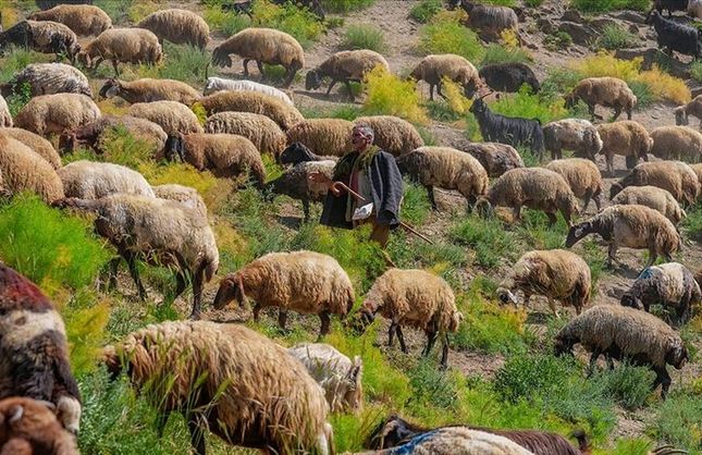 Orman Yangınlarına Karşı Doğal Çözüm: Küçükbaş Hayvancılık