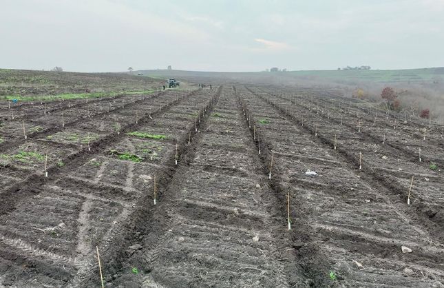 ORMAN KÖYLÜSÜNE GELİR DESTEĞİ... 20 BİN BADEM FİDANI