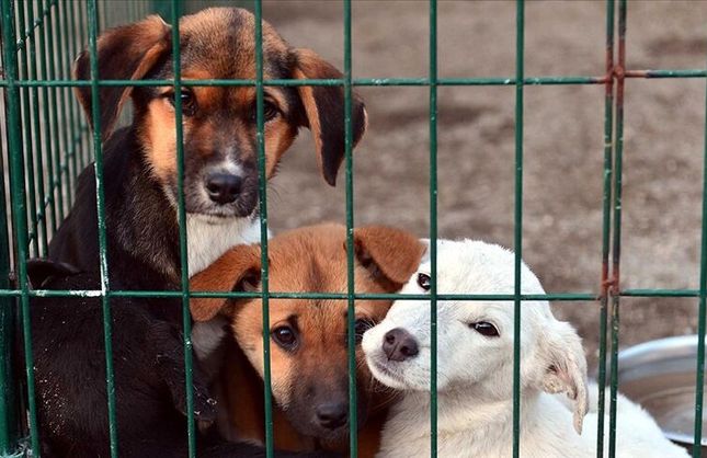 DÜNYA SOKAK  HAYVANLARI GÜNÜ'NDE KRİTİK ÇAĞRI