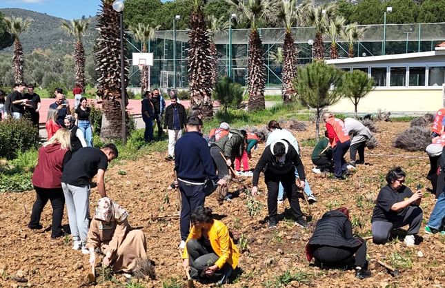 EDREMİT'TE LAVANTA SEFERBERLİĞİ... FİDELER TOPRAKLA BULUŞTU