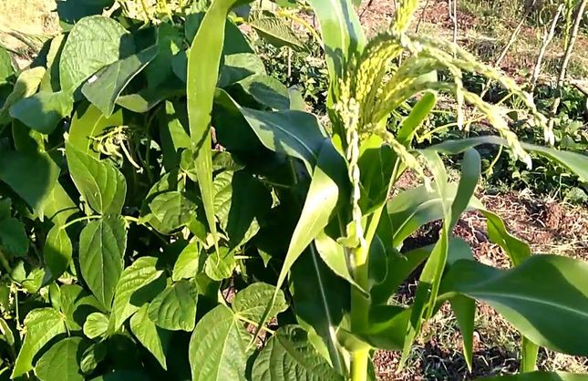 DOĞAL TARIMIN SIRRI: UYUMLU BİTKİLERLE YÜKSEK VERİM