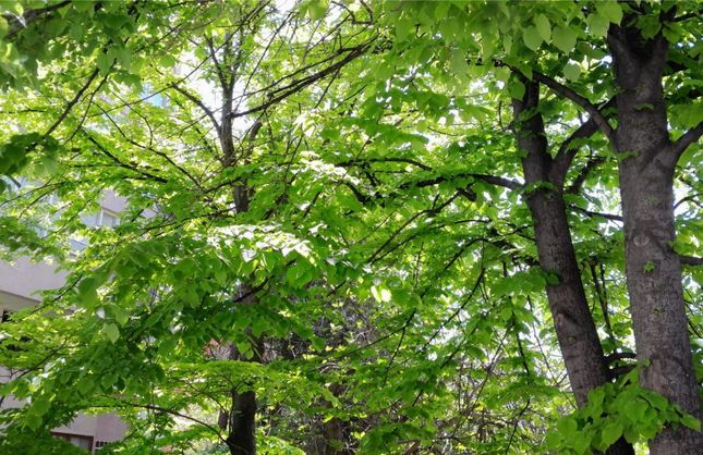 AZ KALDI, ÇİÇEĞE DURACAK IHLAMURLAR...