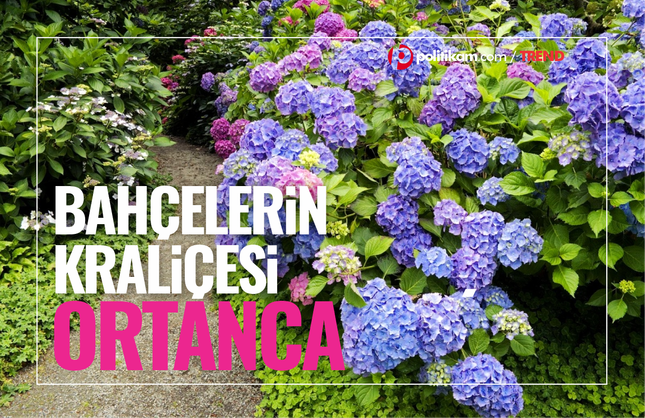 Bahçelerin kraliçesi! Ortanca hakkında her şey