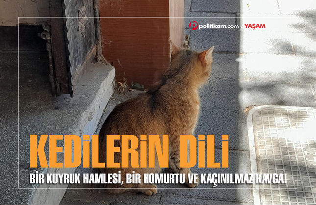 Bir kuyruk hamlesi, bir homurtu ve kaçınılmaz kavga!