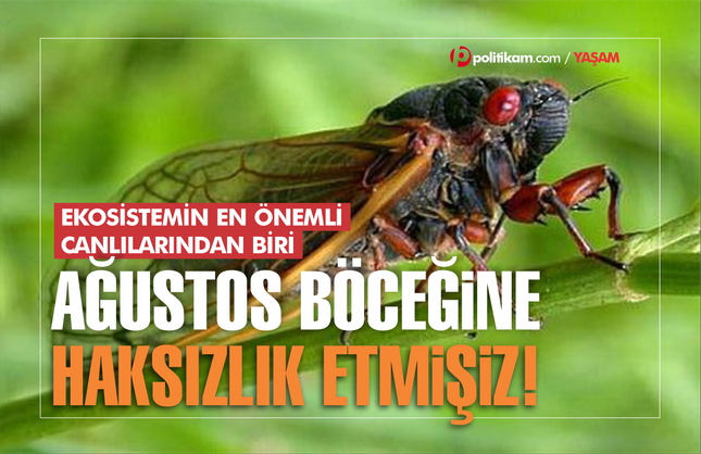 Ağustos böceğine haksızlık etmişiz!