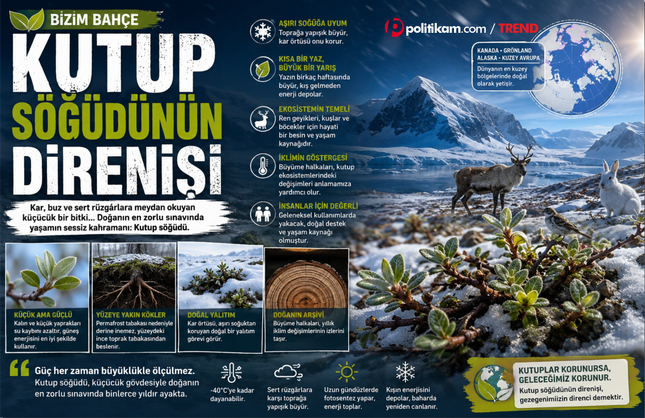 Kutup söğüdünün direnişi