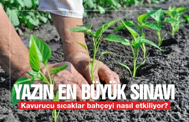 Yazın en büyük sınavı: Kavurucu sıcaklar bahçeyi nasıl etkiliyor?