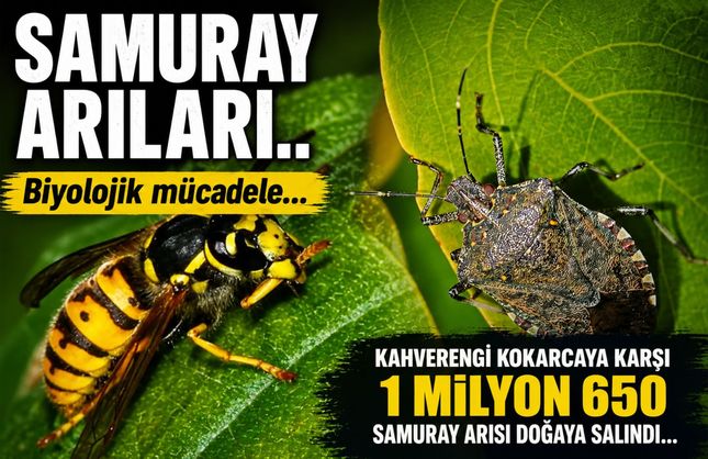 Kahverengi Kokarcaya Karşı Dev Hamle: 1 Milyon 650 Bin Samuray Arısı Doğaya Salındı