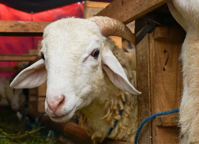 2026 Vekaletle Kurban Kesim Bedelleri Belli Oldu: İşte Yurt İçi ve Yurt Dışı Fiyatları