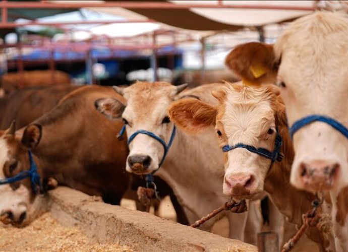 Kurban Pazarlarında Fahiş Fiyat! Üreticiden Belediyelere Sert "Kurbanlık" Tepkisi! "Çadır Parası Alınmamalı"